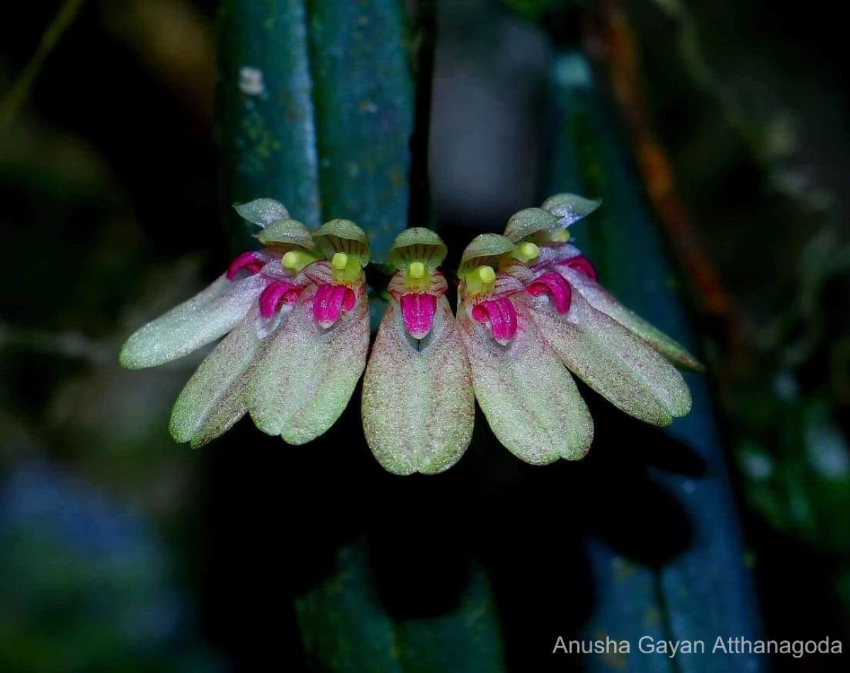 Bulbophyllum elliae Rchb.f.